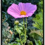 A photo is open in the Photos app library. At the bottom of the screen, the Info button displays an icon indicating that Visual Look Up information is available.  