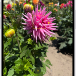 Camera is open in Photo mode. In the viewfinder, focus is locked on a subject and a slider to adjust the brightness level is next to the subject.