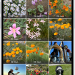 The Recently Deleted folder in the Photos app. Recently deleted photos appear in a grid on the screen.