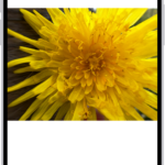 A photo is open in the Photos app library. At the bottom of the screen, the Info button displays an icon indicating that Visual Look Up information is available.