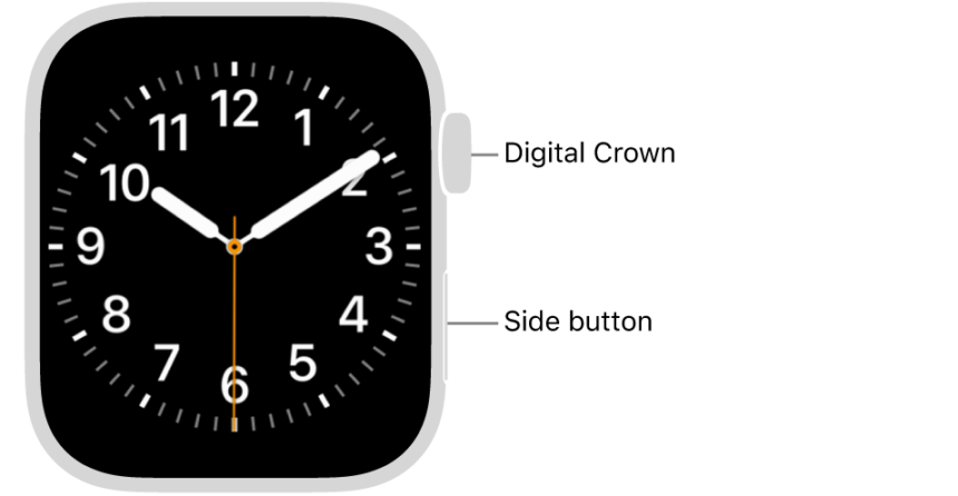 The front of Apple Watch, with the Digital Crown shown at the top on the right side of the watch and the side button shown at the bottom right.
