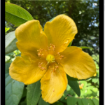 A photo is open in the Photos app library. At the top of the screen, the Info button displays an icon indicating that Visual Look Up information is available. The button is selected and the Visual Look Up results appear on the screen.