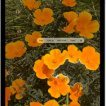 A photo is open in the Photos app library. The subject in the center of the photo is outlined and the Copy, Look Up, Add Sticker, and Share buttons appear above it.