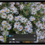 An iPad showing a zoomed in image of white flowers.