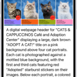 An Image Explorer screen giving a description of a cat adoption flyer.
