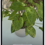 An iPhone in Visual Intelligence showing a plant.