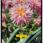 The Camera screen in Portrait mode; in the viewfinder, the subject is sharp and the background is blurred. The dial to select Portrait Lighting is open in the bottom of the frame and Studio Light is selected.