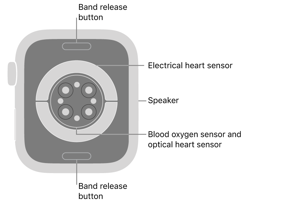 The back of Apple Watch Series 9, with the band release buttons at top and bottom, the electrical heart sensors, optical heart sensors, and blood oxygen sensors in the middle, and the speaker on the side.