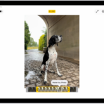 A Live Photo is in the center of the Edit screen in the Photos app. The frame viewer is across the bottom of the video and a yellow outline is around the selected frames to include in the edited Live Photo; a single frame is selected to make key photo. The editing tools are on the left side of the screen: from the top to bottom, Live Photo, Adjust, Filters, and Crop. Live Photo is selected.