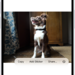 The Photos app is open to a photo of a dog. The dog is selected, and the option Add Sticker is available in the menu above.
