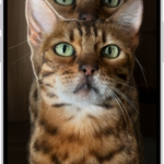 A photo is open in the Photos app library. The subject in the center of the photo is outlined and the Copy, Add Sticker, and Share buttons appear above it.