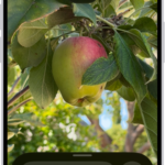 The Magnifier app showing a close-up of an unripe apple.