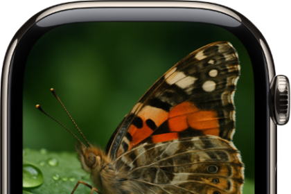 The Apple Watch screen showing what's in the iPhone camera's view. The shutter button is at the bottom center. The More Options button is at the bottom right.