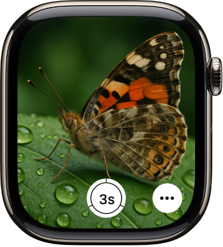 The Apple Watch screen showing what’s in the iPhone camera’s view. The shutter button is at the bottom center. The More Options button is at the bottom right.